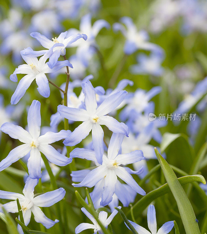 雪的荣耀(Chionodoxa siehei)